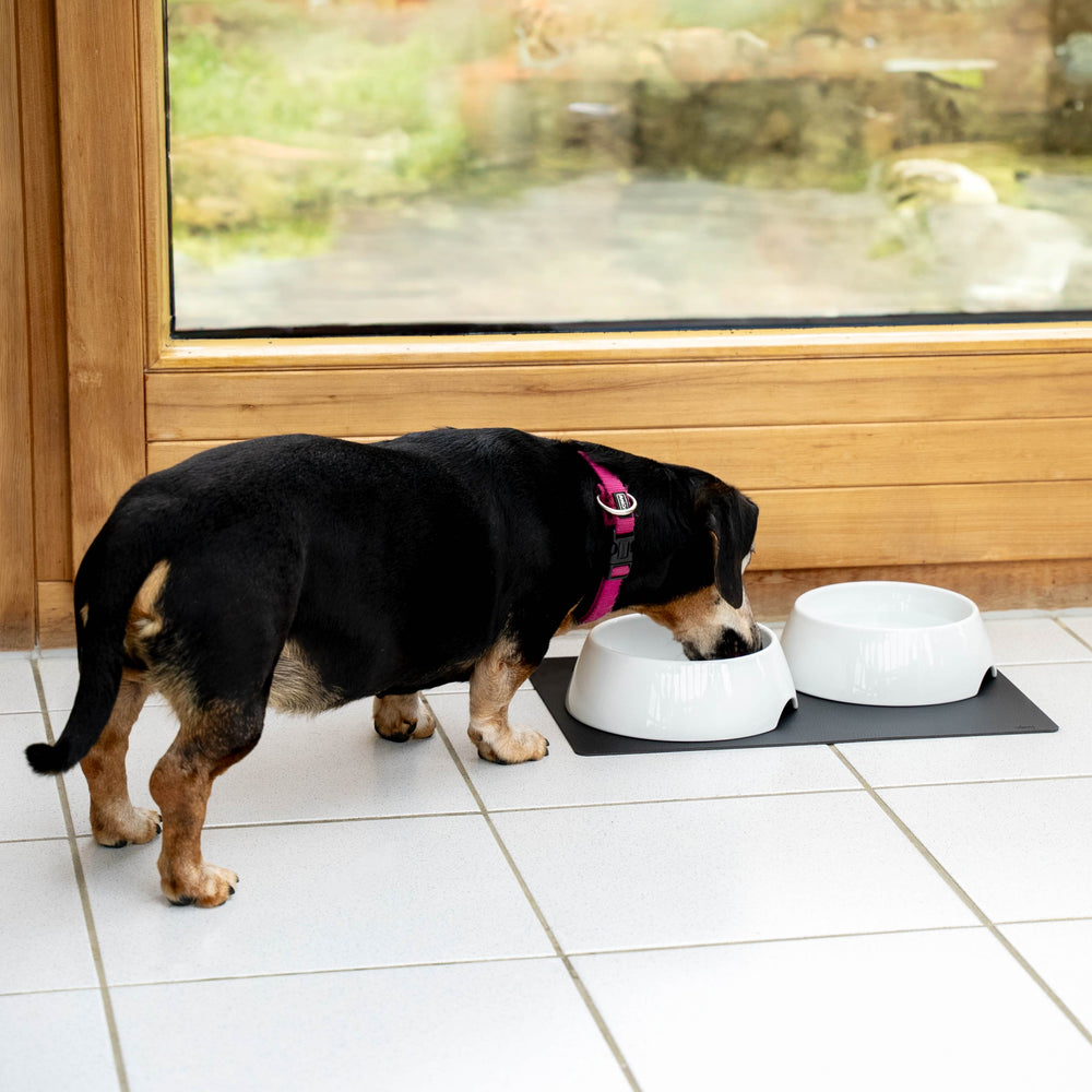Silwy Magnet FN-P-3 Pet Dish