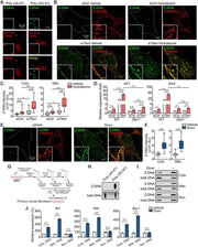 Scientific experimental results with microscopy images and graphs using B-5020 Bower Bca Brng