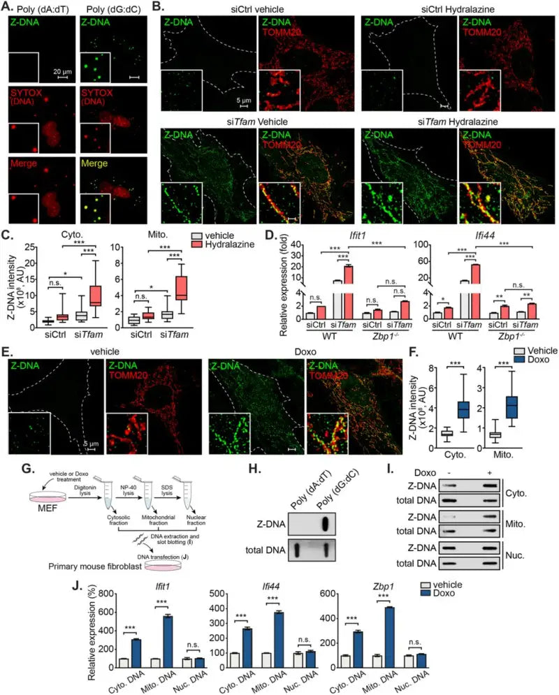 Scientific experimental results with microscopy images and graphs using B-5020 Bower Bca Brng
