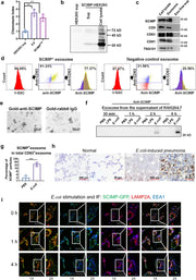 M4550-1 Fab Fours 18 Jp Jl License Plate Bracket mounted on Jeep front-end, constructed from high-quality materials, enhances vehicle appearance, secure license plate mounting solution, RV, Automotive, Powersports, off-road, marine, exterior, truck accessories, interior, truck bed, RV parts, Exterior, Lighting - Towing Clearance Lights, AVADA - Best Sellers, Must Haves