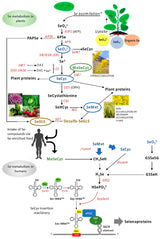 Diagram of selenium metabolism in plants and humans for Rale Industries outer spacer