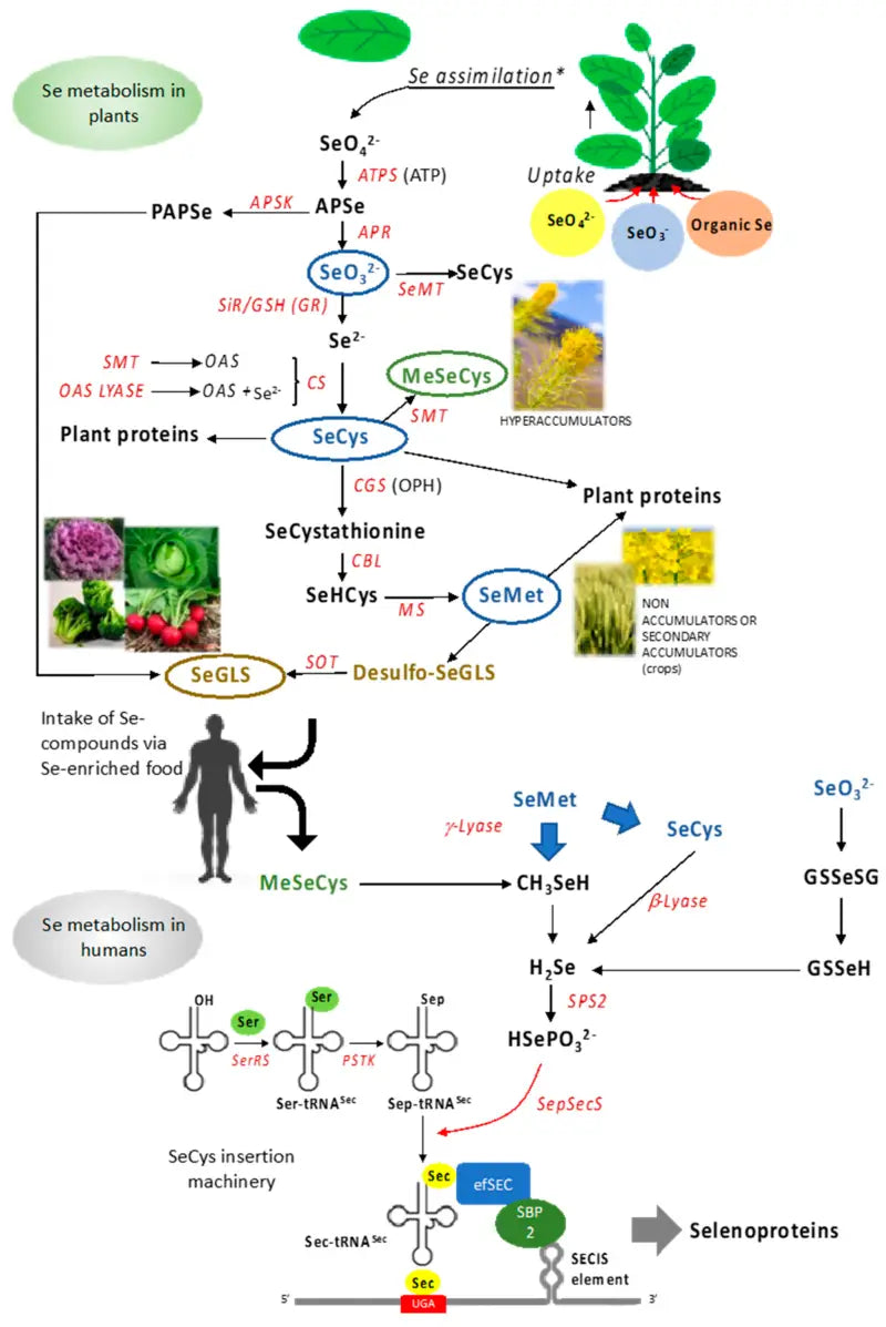 Diagram of selenium metabolism in plants and humans for Rale Industries outer spacer