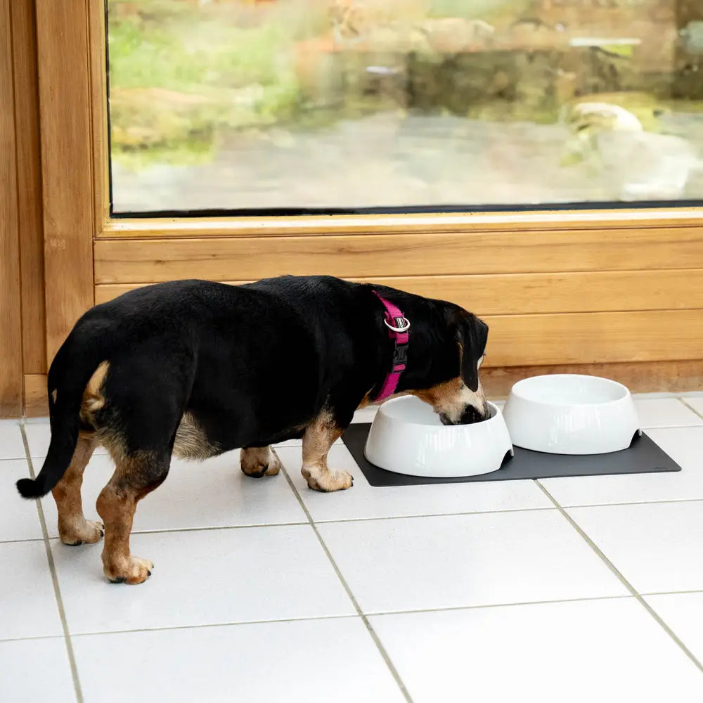 Silwy Magnet FN-P-3 Pet Dish